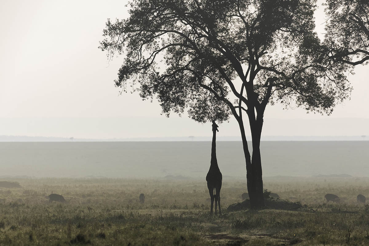 Girafe - Fabrice Guérin